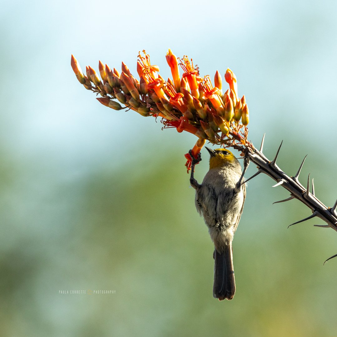 If only I could manage an overhang like this little Verdin. #climblikeabird