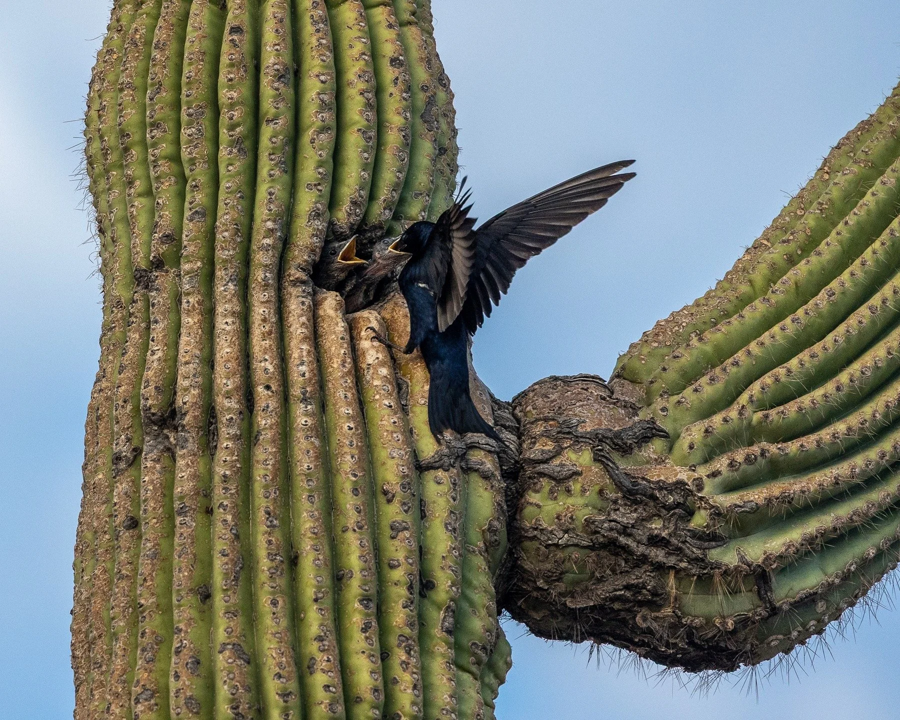 I went to the park hoping for storms but came home with Papa feeding the kids. #desertpurplemartin #purplemartin #saguaro