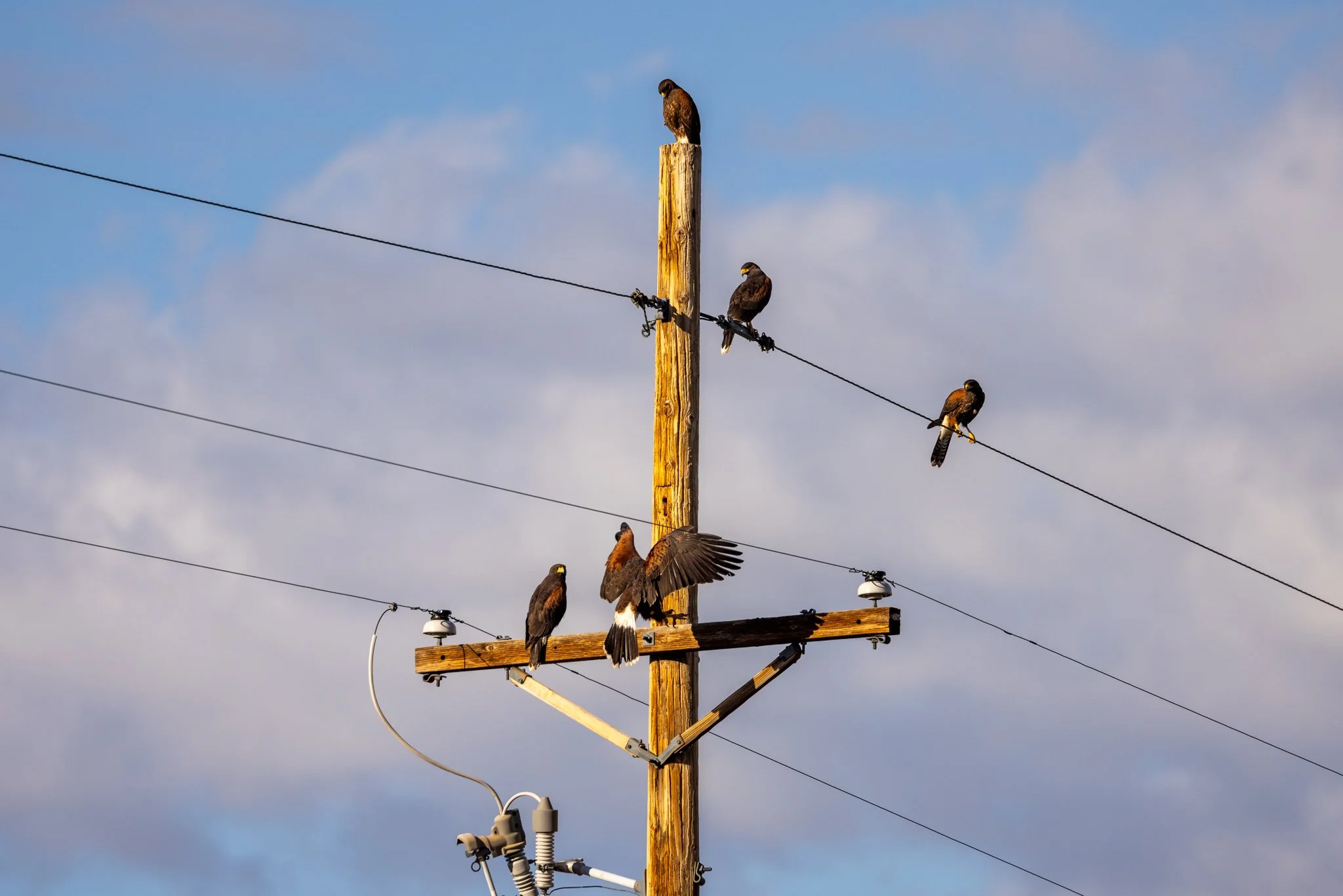 No one appeared to be happy about the Friday morning staff meeting.
#harrishawk