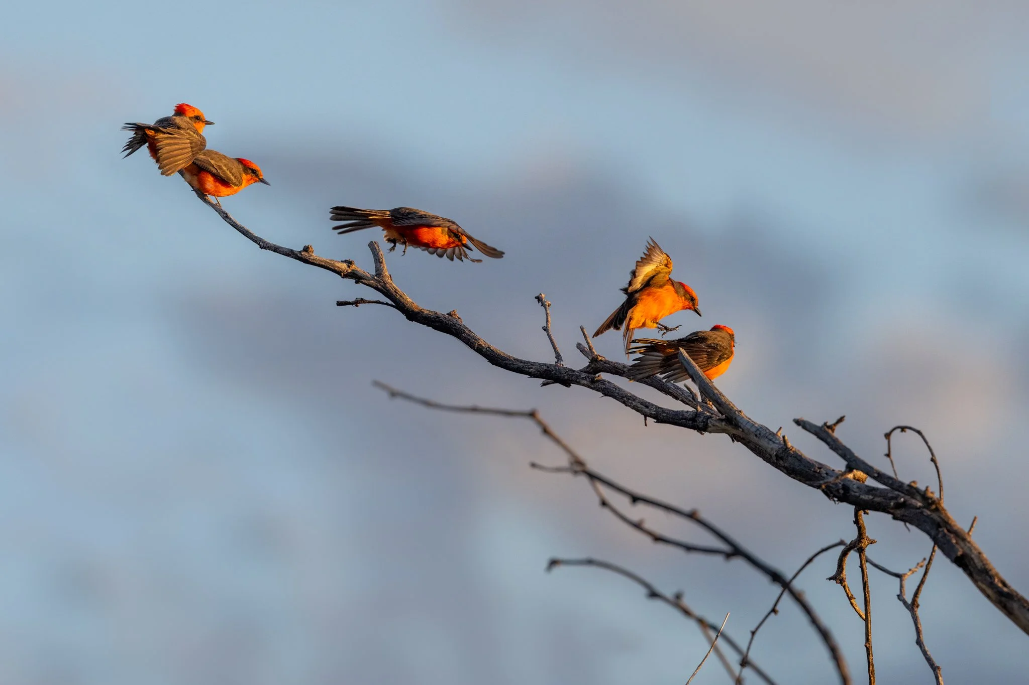 Trying to catch Vermilion Flycatchers in flight!
First image is a composite. 
#vermilionflycatcher