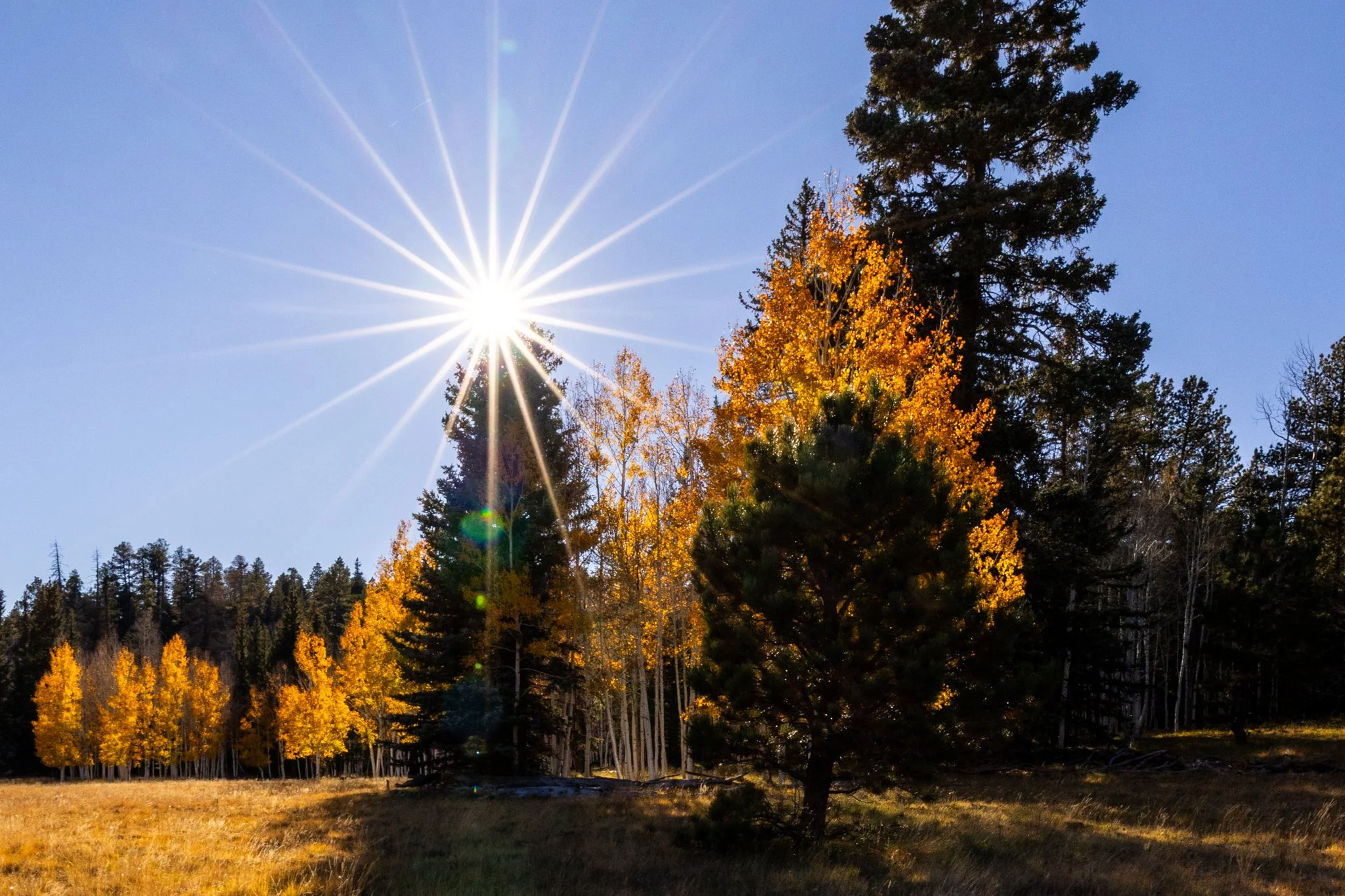 Missing Fall on the North Rim of the Grand Canyon this year. These were from 2022. I think these areas survived the fire. #arizona #fallcolors #aspentrees