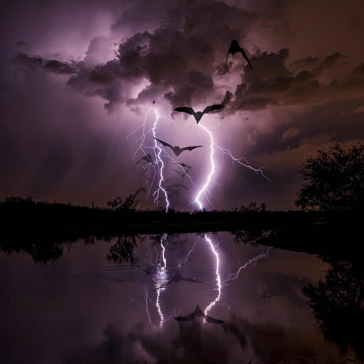 Happy Halloween! 🦇🦇🦇🦇🦇