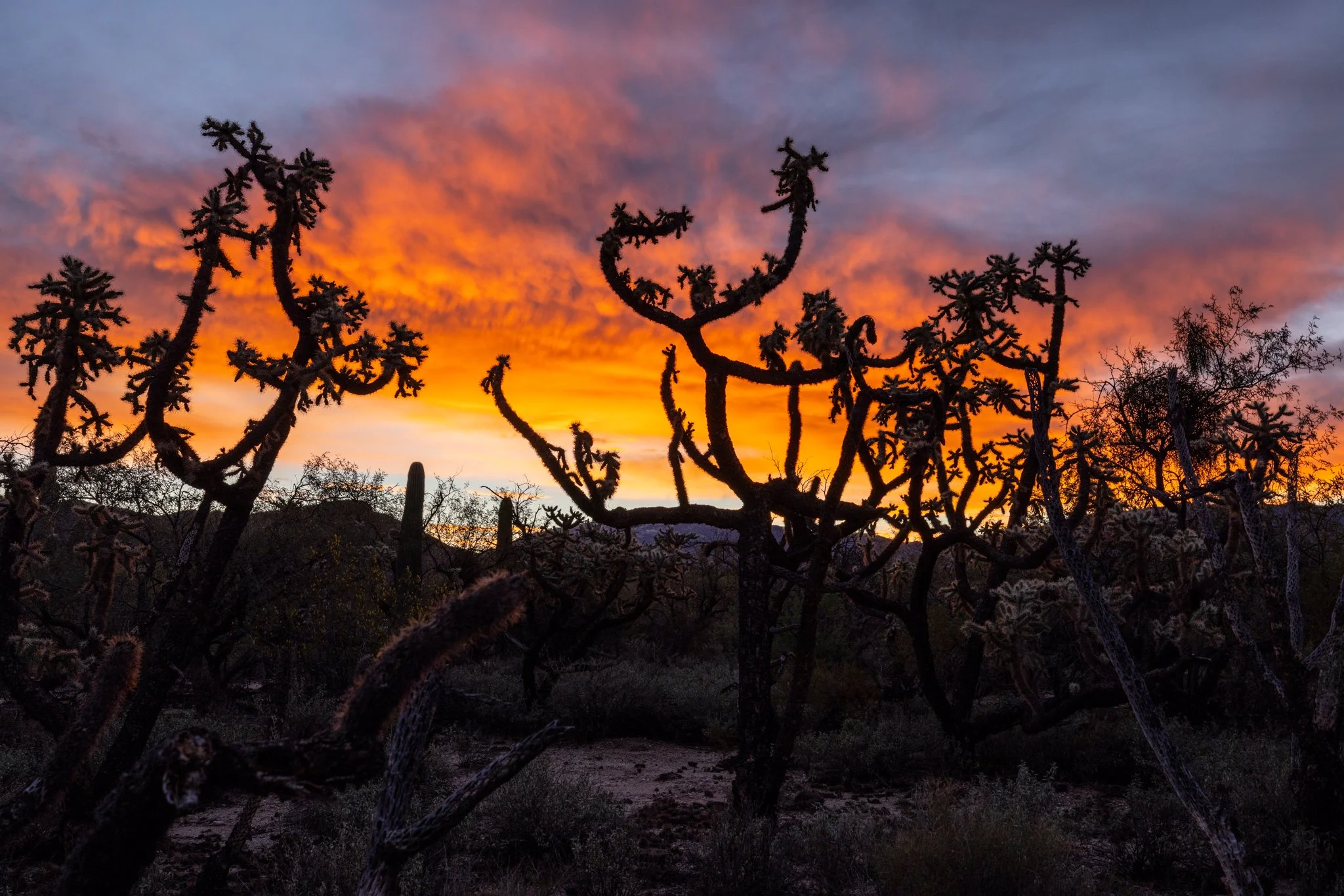 Not too many sunrises left for these old timers but still beautiful. #arizonasunrise #cholla