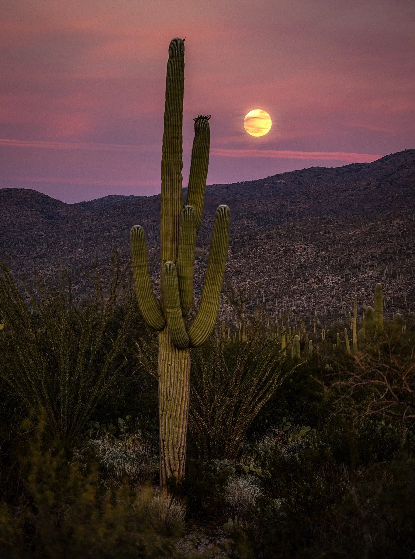 I was a bit late for moonrise but made the best of it. December's Full Cold Supermoon didn't look very chilly here in Arizona but temps will drop tonight. #ColdMoon #SaguaroNationalPark #Arizona #SuperMoon #tucson