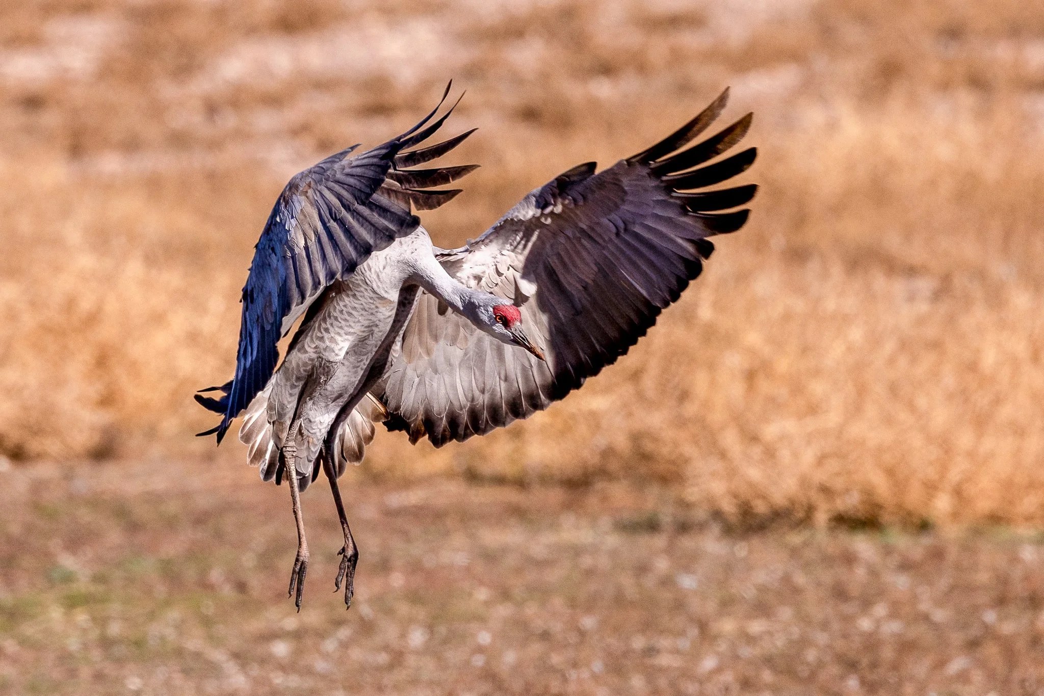 Shared a beautiful day at White Water Draw with members of Camera Club Tucson.
#whitewaterdraw #sandhillcrane #birdphotography #arizona