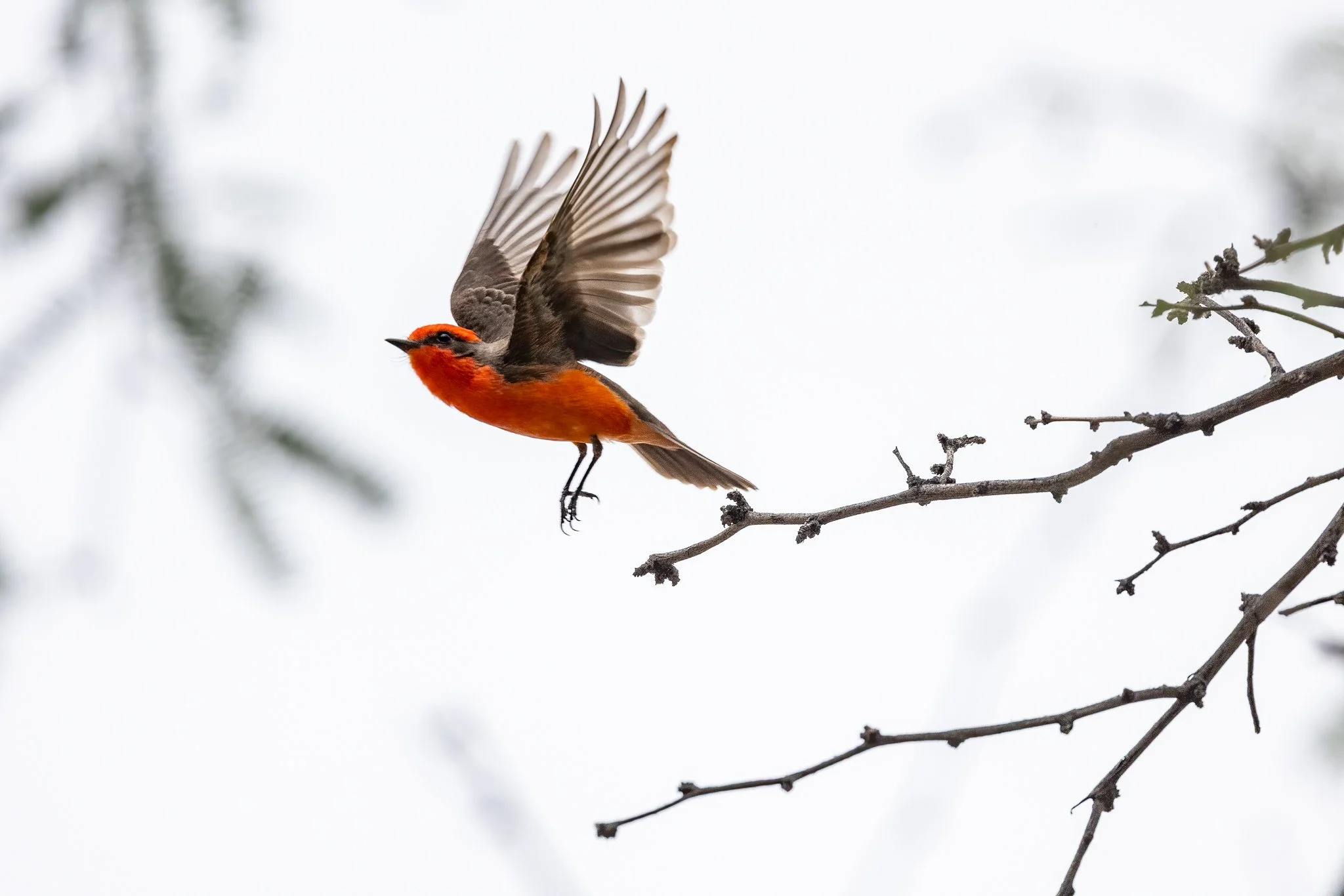 Springtime in the desert.