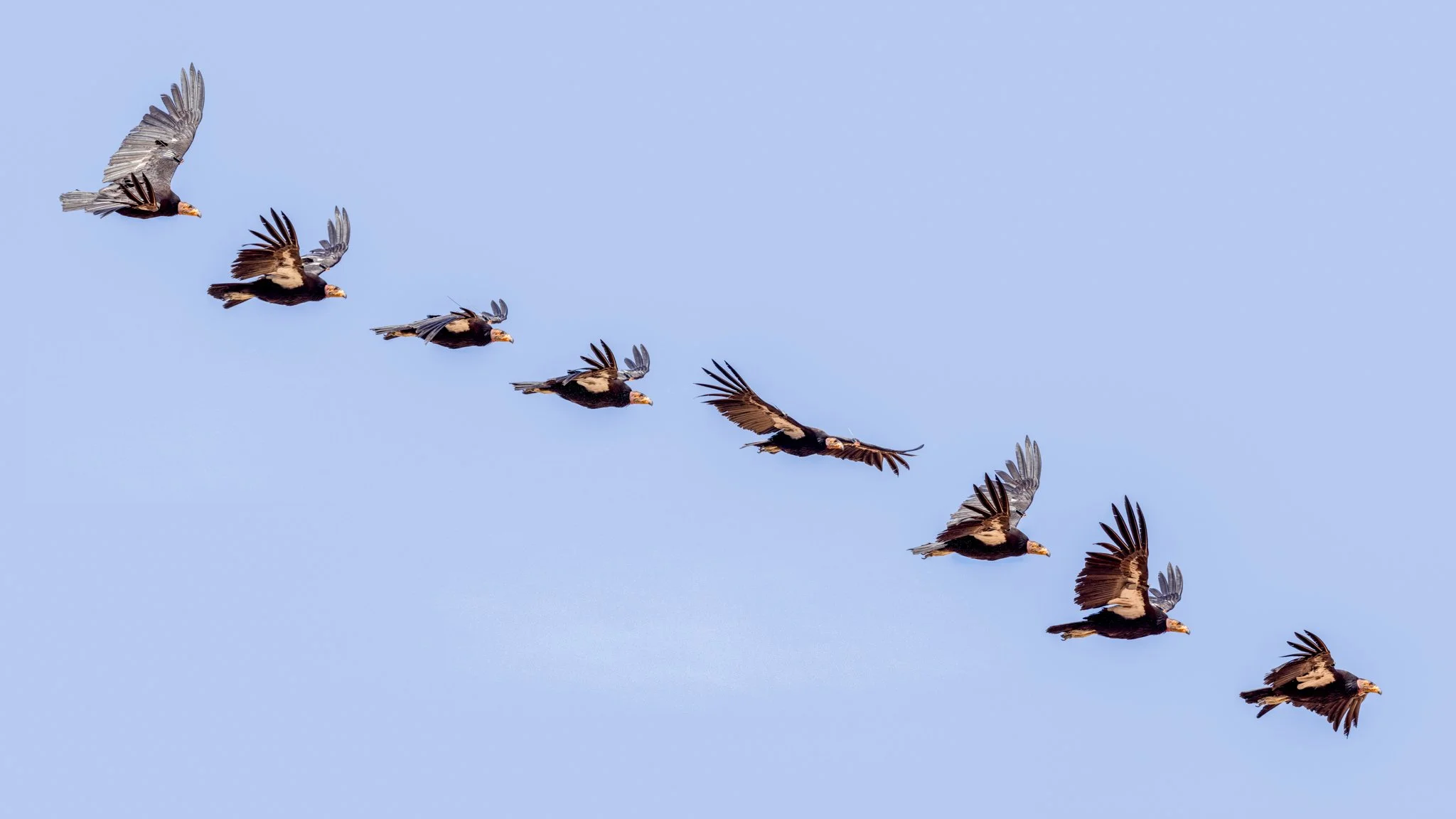 Last week I was excited to see the California Condors in NoAZ.
Condor #1111, a 5 year old female, gave us quite a show! 
In 1982 there were only 22 California Condors left in the wild.
Today there are more than 600. To the hunters, no lead bullets pl