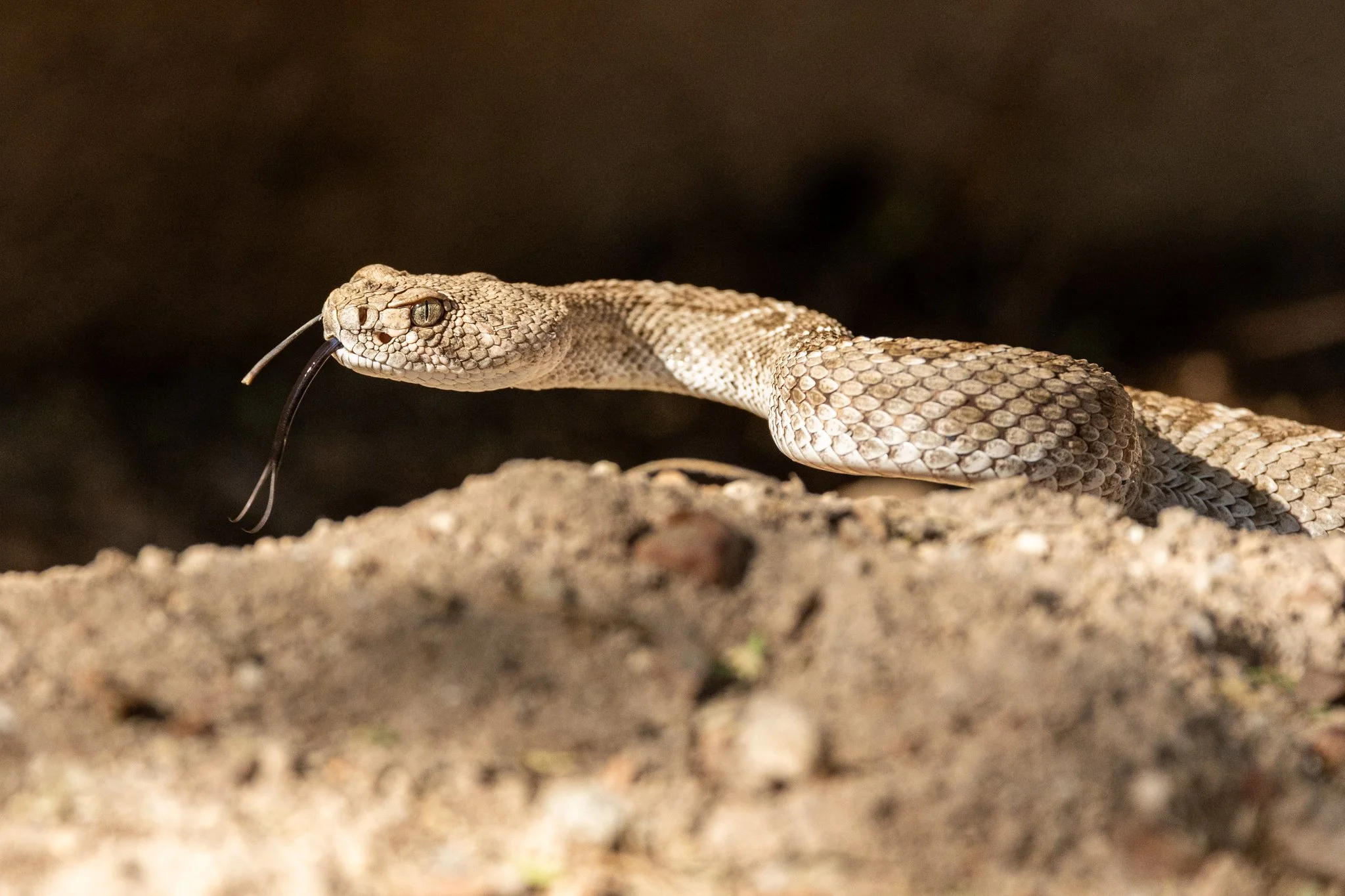 I went out to fill the birdbath in the courtyard, heard a rattle and saw a ground squirrel run for it! He escaped. Looks like the rattler didn't fare well with a cactus either. About 18" long.
#arizonadiamondback #rattlesnake