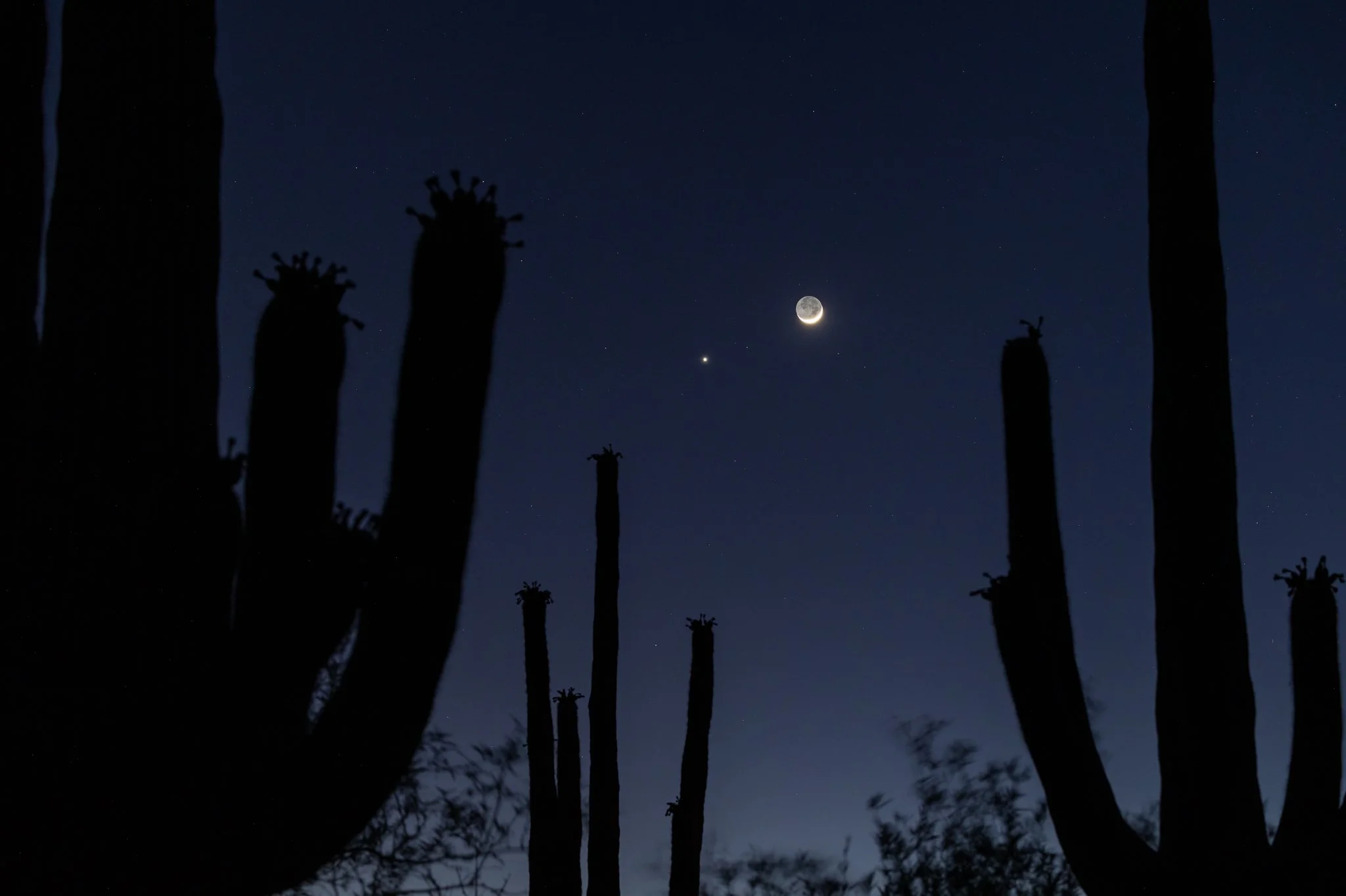 Last night&rsquo;s conjunction of Venus and the crescent moon with its beautiful earthshine making it look almost like a full moon. 
#crescentmoon #conjunction #venus #earthshine #desertskies #saguaro #moonset
