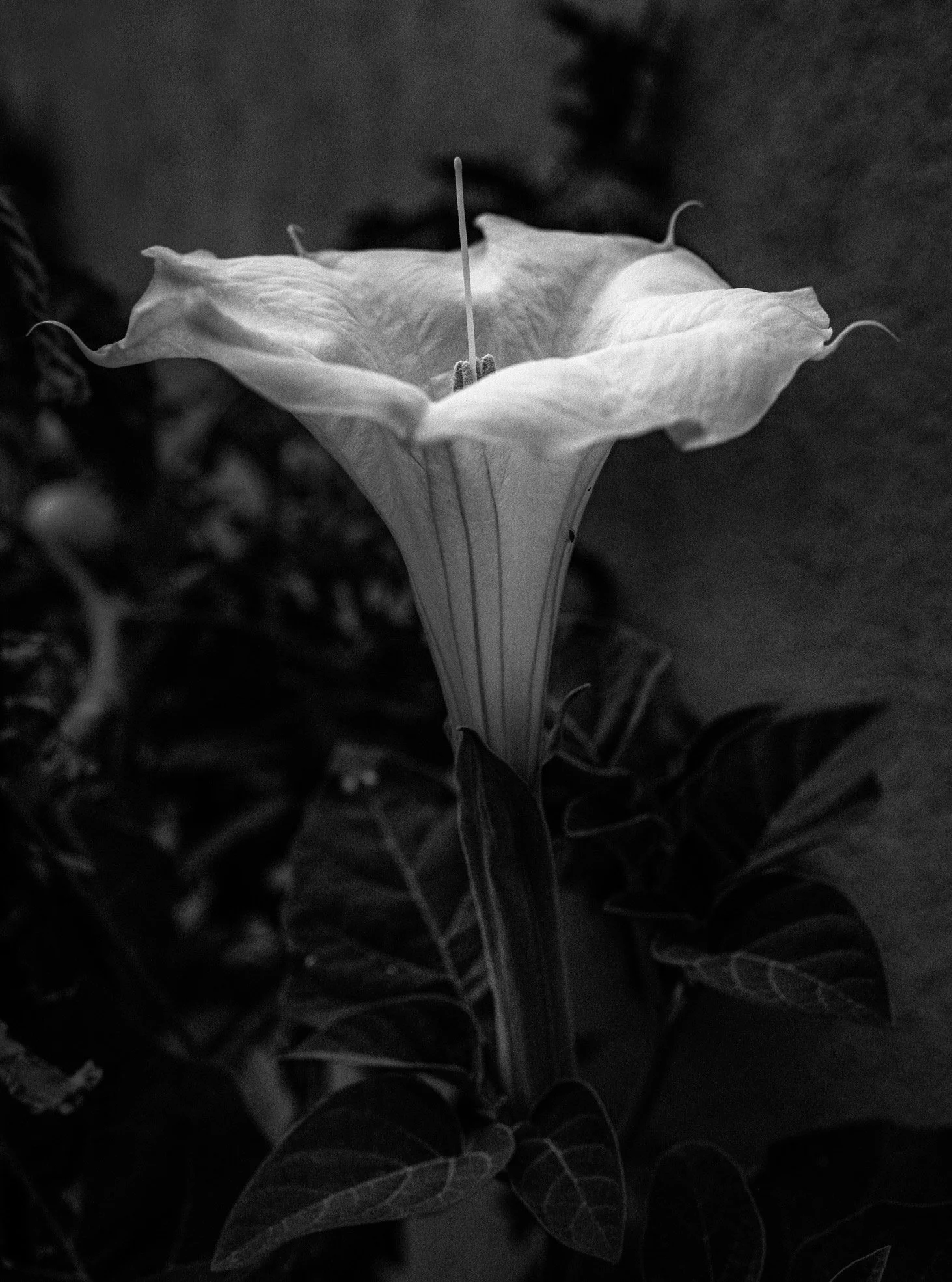 The first datura I've seen this year. #datura