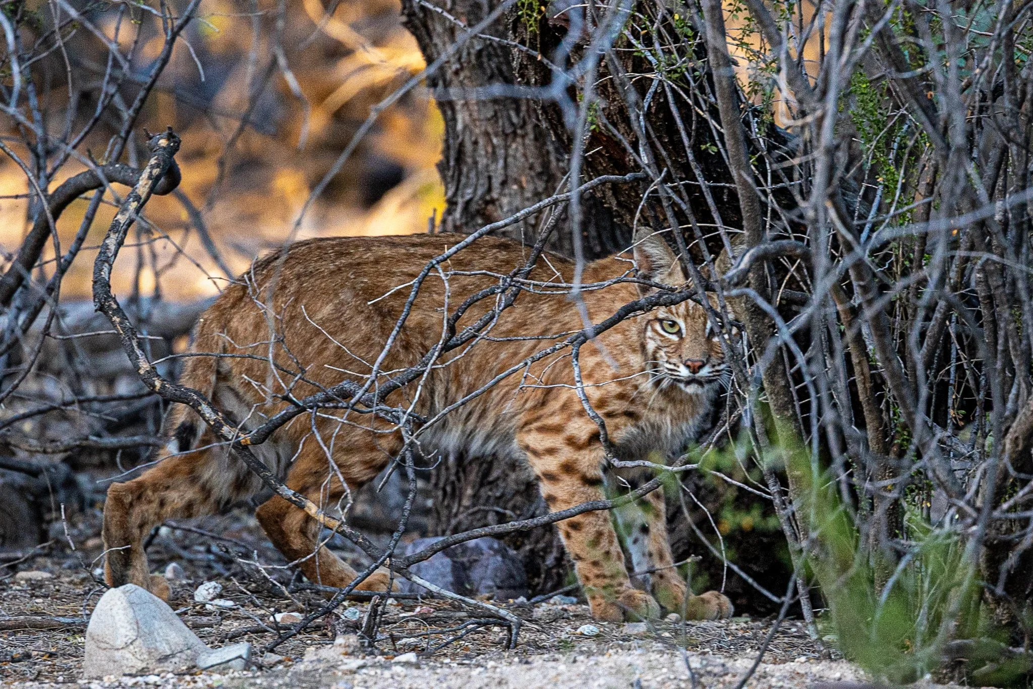 It's a wild kingdom tonight!
#desertwildlife #bobcat #coopershawk #rattlesnake