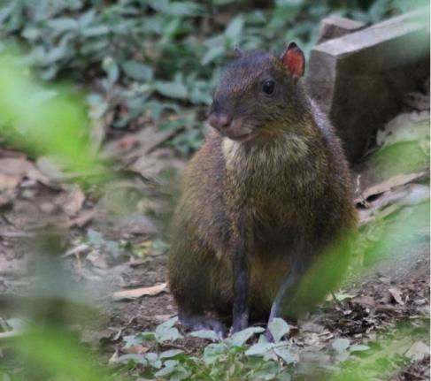 Robbing Rodents Save Tropical Plant