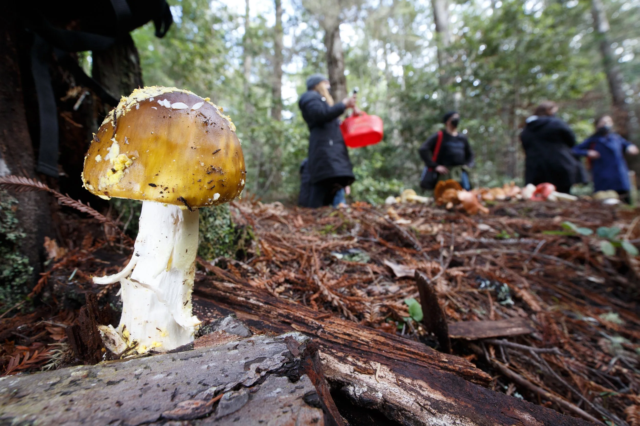 Wild Foraging Classes in California