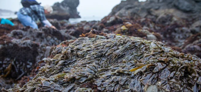 20150108_Kelp_Harvest-50.jpg