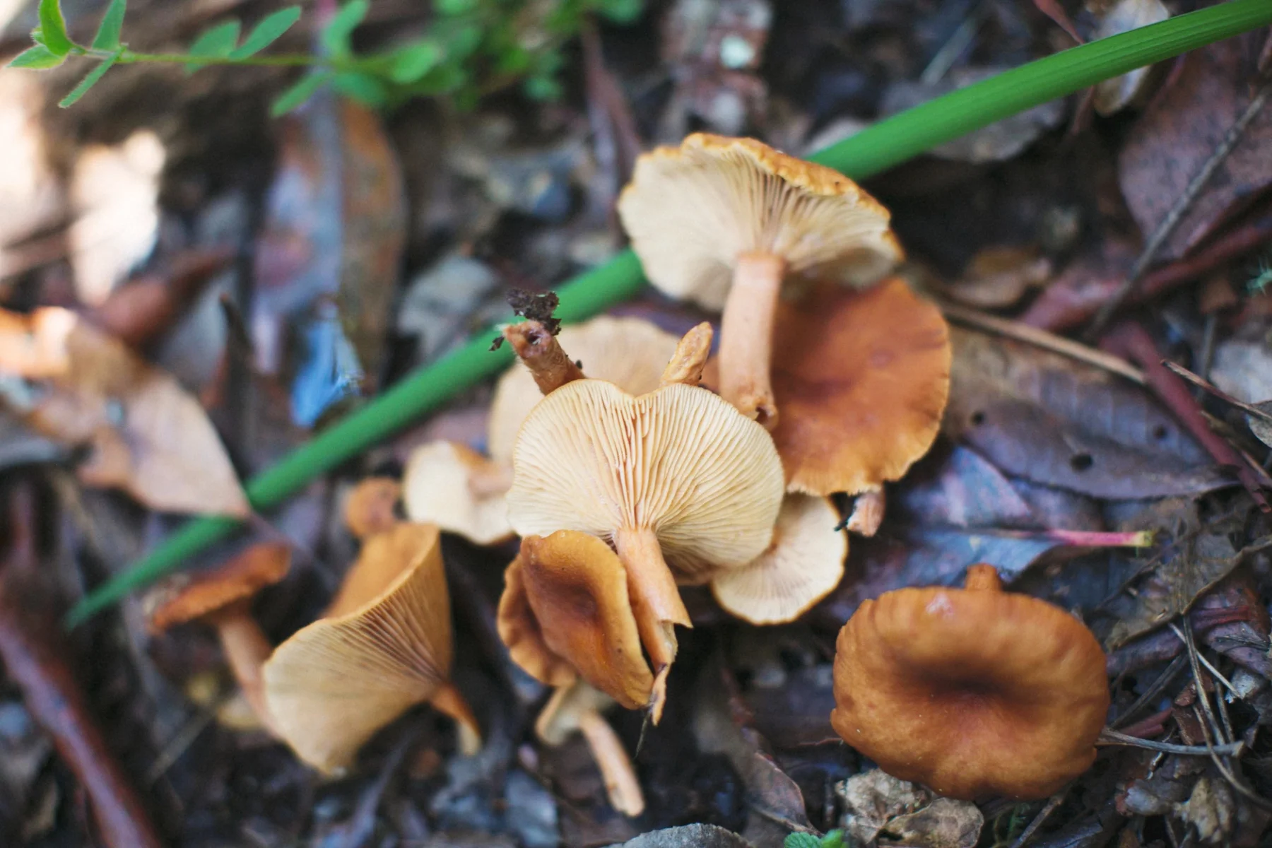 wild mushrooms alternate.jpg