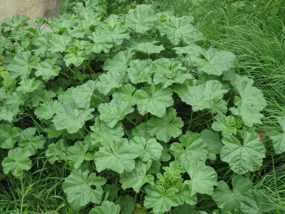 MallowLeaves.jpg