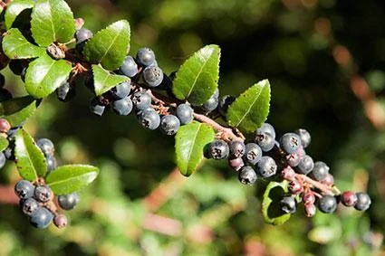 huckleberry 2.jpg