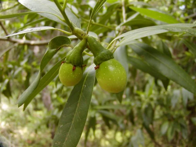 bayleaves2.jpg