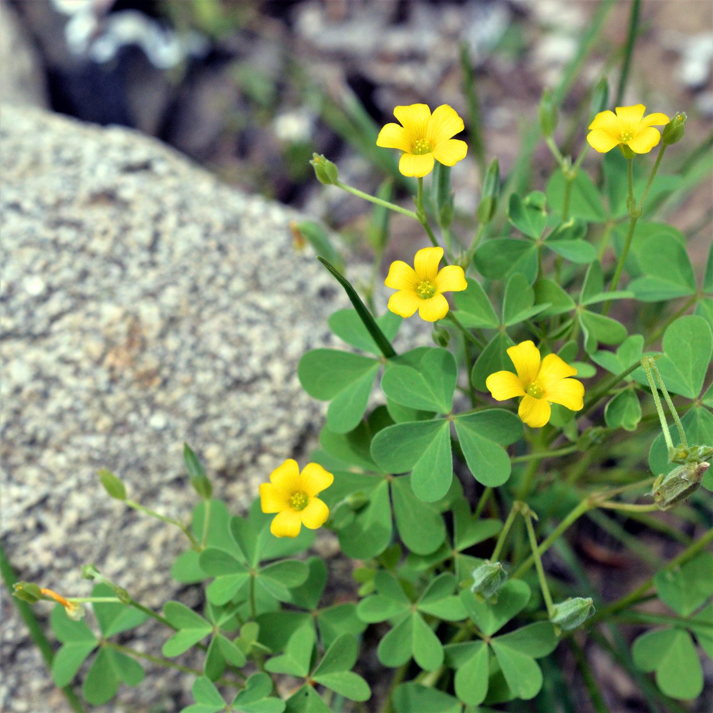 Oxalis: That's Sour Grass to all you kids out there — Wild Food Foraging Classes Online | ForageSF