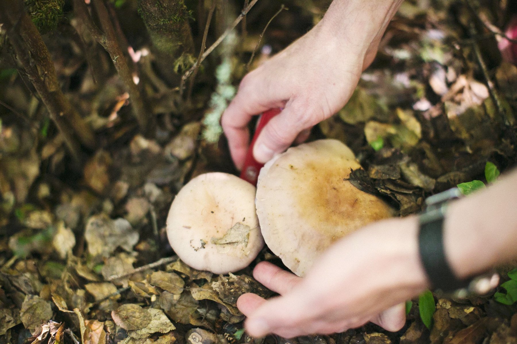 23_MushroomForaging_forageSF040614_AndriaLo.jpg