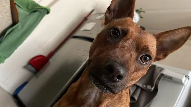 8EA13688-2748-428E-908E-AF771B01D3D1.jpeg
