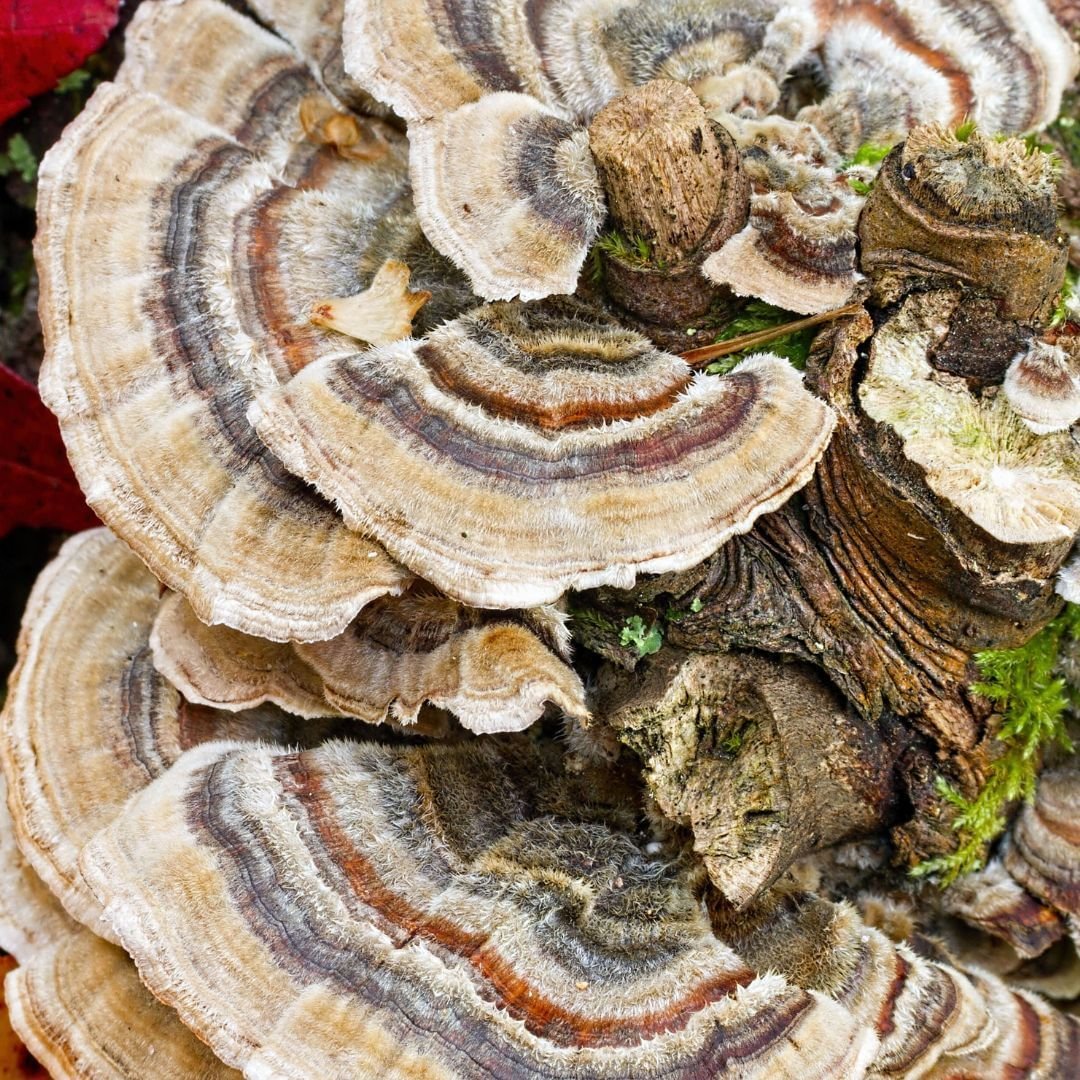Turkey Tail Mushroom