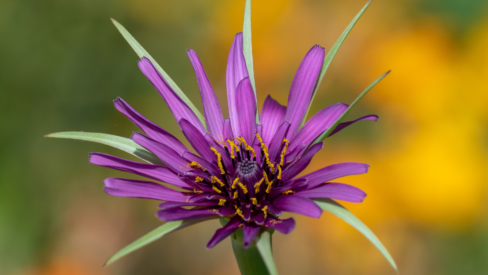 Salsify