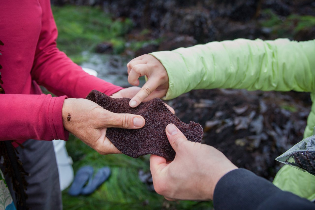 The Unique Uses of Turkish Bath Towel Seaweed
