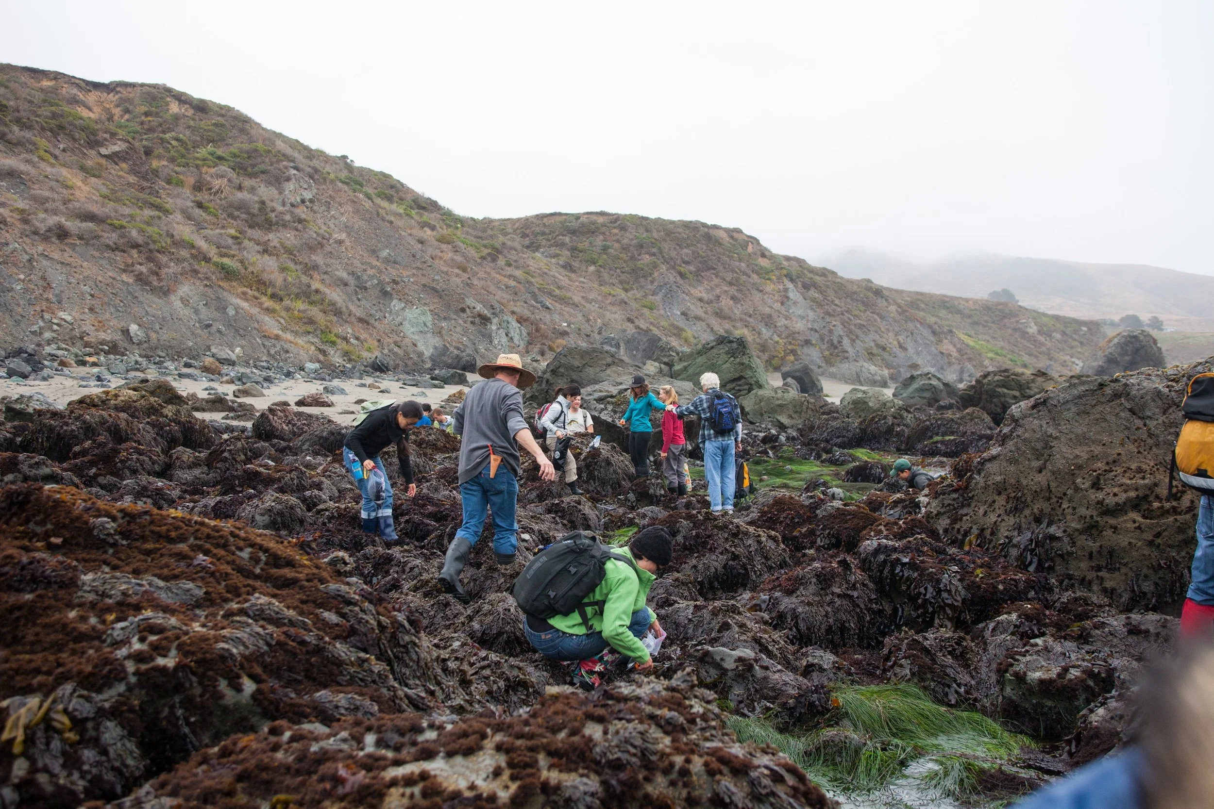 Where to Harvest Seaweed and How to Eat It
