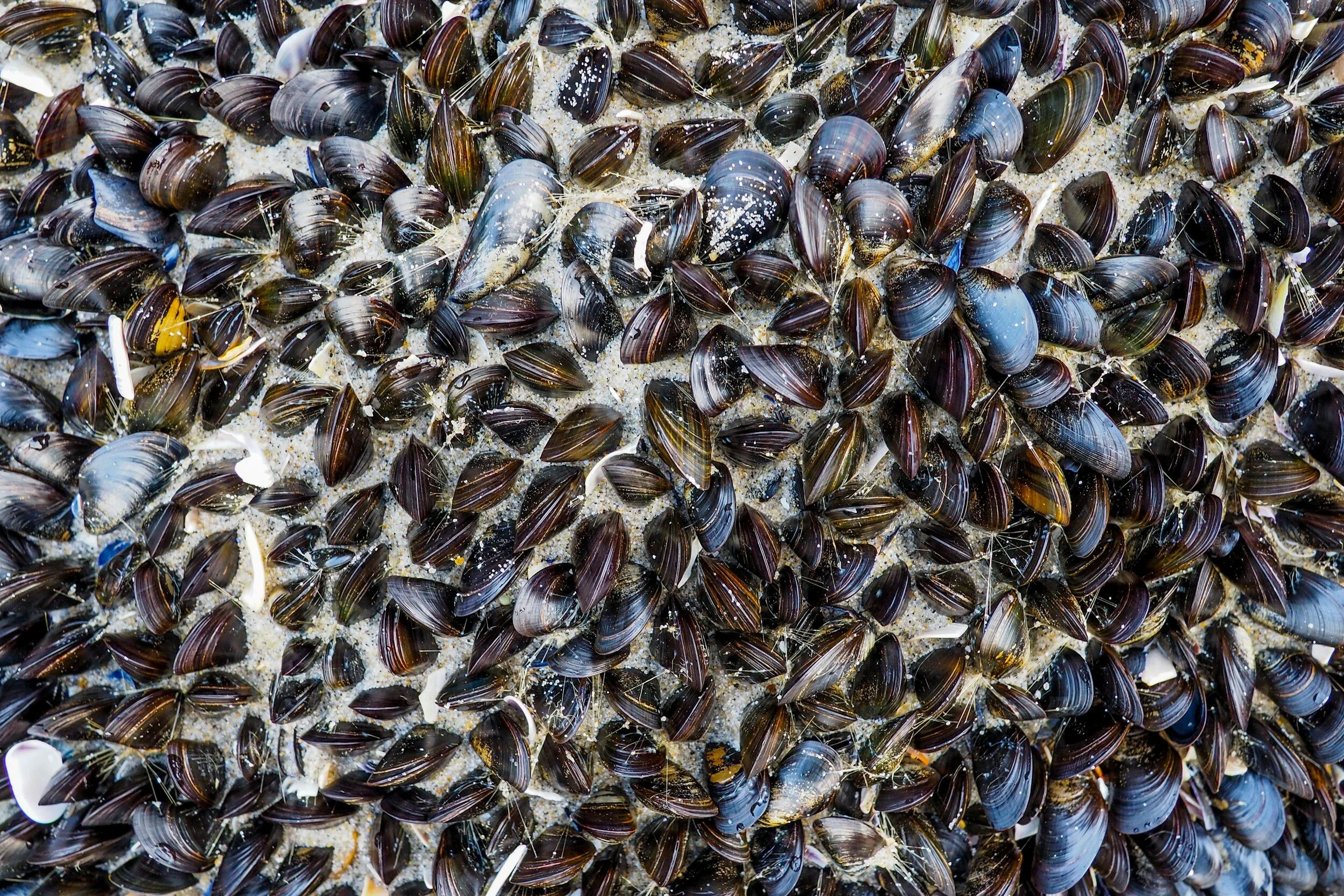 Foraging Mussels