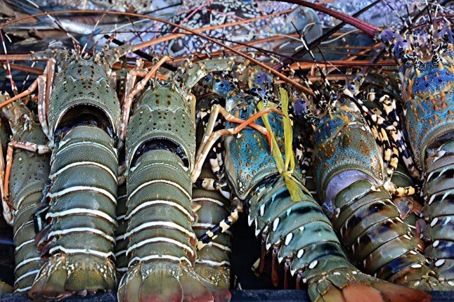 Did you know lobsters were once considered &quot;poor man's food&quot;?
In colonial America, they were so abundant they were fed to prisoners and servants. Now, they're a luxury delicacy. #ForagingHistory #LobsterLore #foragesf