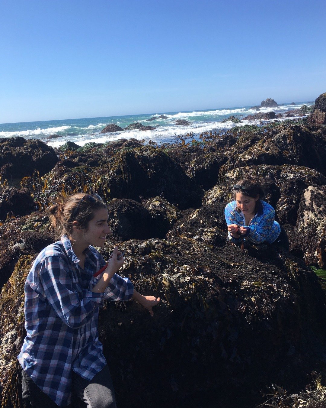 Upcoming seaweed foraging classes:

- Half Moon Bay with Tanya &middot; Fri, June 27
- Sonoma Coast with Heidi &middot; Sun, June 29
- Sonoma Coast with Heidi &middot; Sun, July 13
- Sonoma Coast with Heidi &middot; Sun, July 27

Visit www.foragesf.c