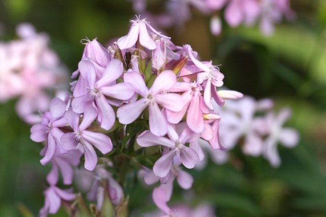 Did you know?
Soapwort (Saponaria officinalis) gets its name from its natural soap-like properties. When its leaves or roots are crushed and mixed with water, they produce a gentle lather that was once used to wash delicate fabrics, and even hair and