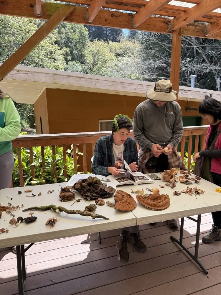 All of Maya's October classes in Santa Cruz sold out, so we opened up more dates. If you've been thinking about learning mushroom identification, now's the time. foragesf.com 🍄