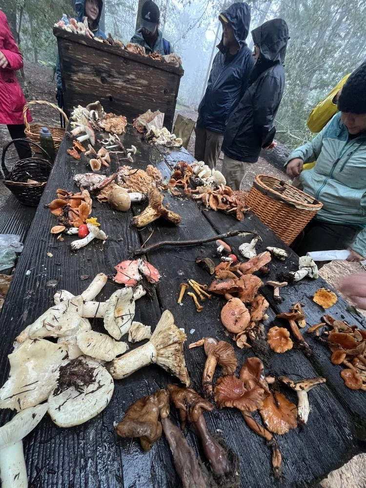 Filed under: mushroom hauls you've shared with us over the years. Mushroom season is here and we can't wait to see what you find this time around. Visit foragesf.com to join us 🍄
