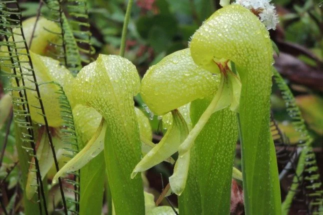 This plant doesn&rsquo;t trap prey by movement, it traps them by manipulating light. 

Cobra lilies use bright fenestrations to mislead insects, creating a directional bias toward the interior. The deeper they go, the fewer escape routes remain.

Cur