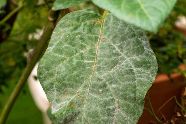 Did you know? That white, powdery coating on leaves is actually a parasitic fungus at work.

Powdery mildew fungi parasitize plants by inserting feeding structures directly into leaf cells. They steal nutrients without killing the host right away, le