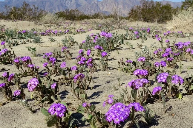 Did you know? Drought escape is a real evolutionary strategy.

Desert sand verbena (Abronia villosa) can sprout, flower, and set seed within weeks after rain, then vanish until conditions return. Timing is its survival strategy.

Find more plant fact