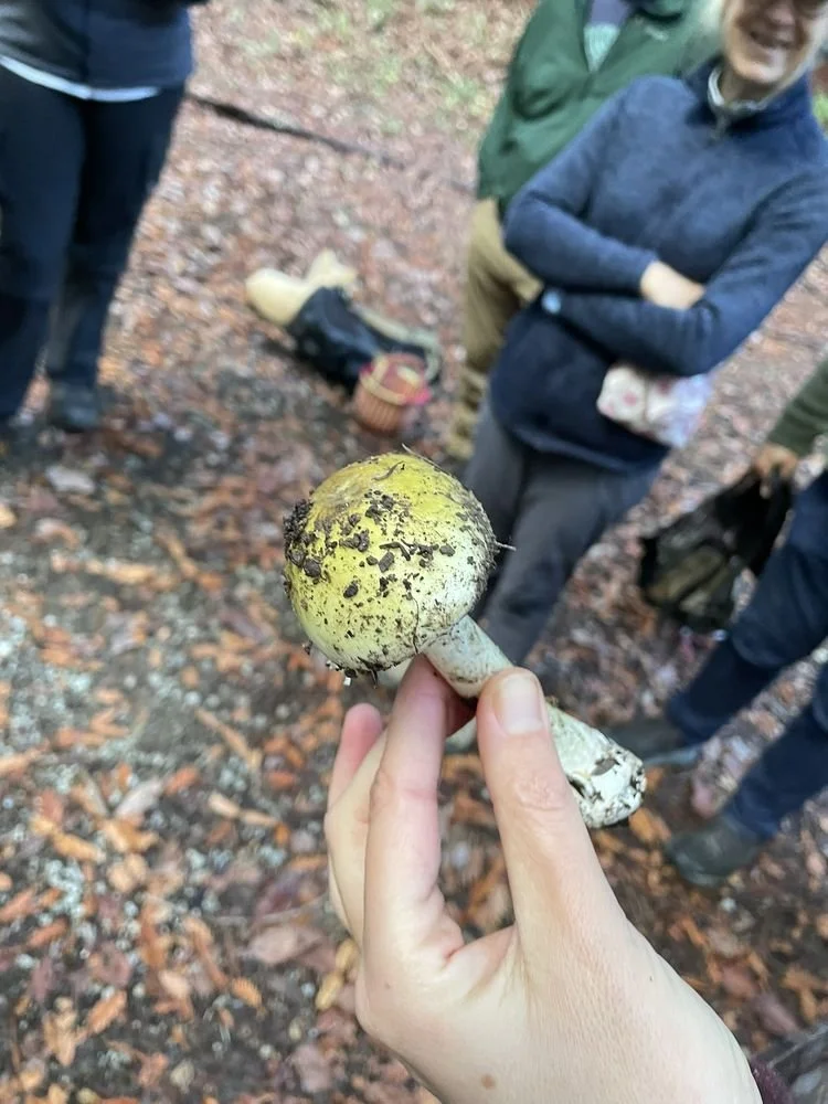 We went mushroom foraging with Maya. Maya is very knowledgeable and has obvious enthusiasm for mycology. She's also a good communicator, giving a nice introduction and stopping along the path to point out various types of mushrooms (and whether you c