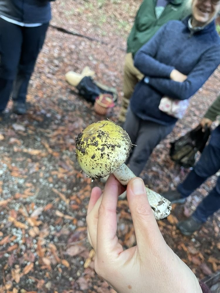 We went mushroom foraging with Maya. Maya is very knowledgeable and has obvious enthusiasm for mycology. She's also a good communicator, giving a nice introduction and stopping along the path to point out various types of mushrooms (and whether you c