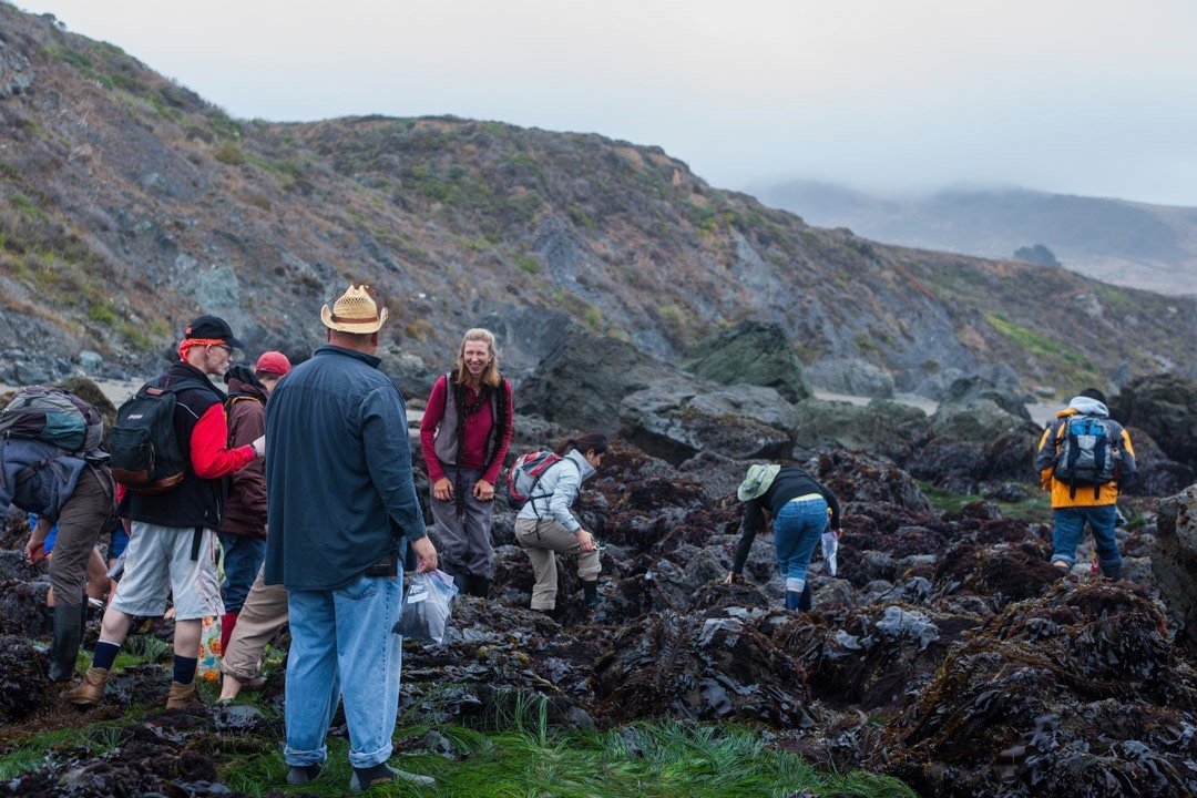 Heidi's teaching seaweed foraging on the Sonoma Coast this month 🌊

Upcoming classes:
April 18 at 6:30am
April 19 at 6:30am

foragesf.com #foragesf