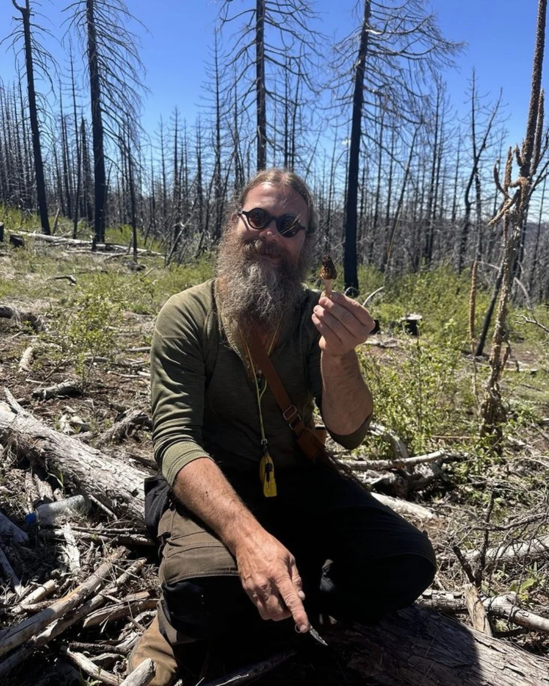 Did you know California is home to at least 10 different species of morels? They're one of the most sought-after edible mushrooms around and easy to identify once you know what to look for 🍄

Steve's got mushroom classes coming up in the Sierra this