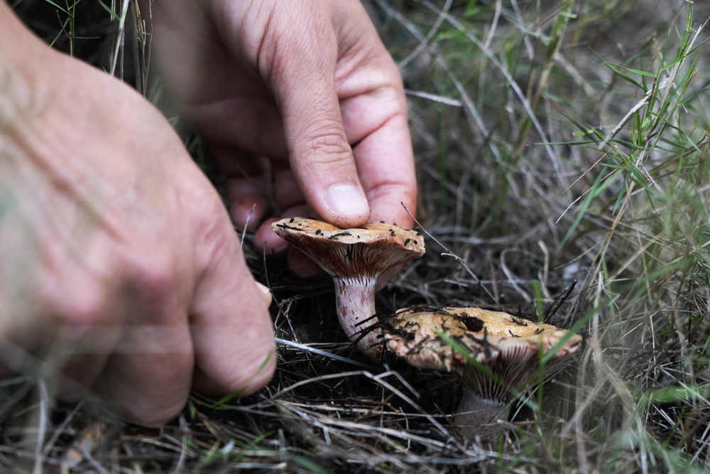 Unmissable California Mushroom Season Guide Morels to Chanterelles