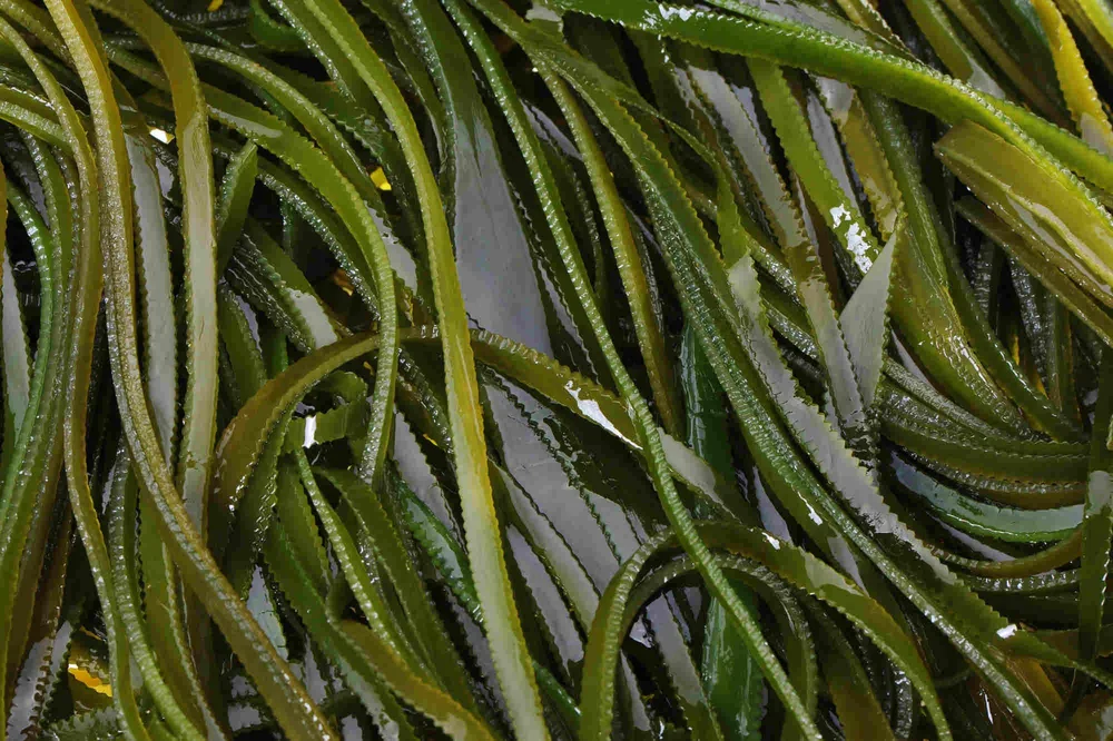 Kelp and Seaweed Distinctive Attributes and Optimal Applications — Book Wild Food Foraging