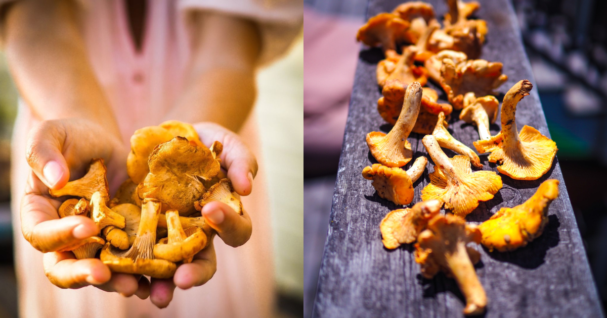 Chanterelle Foraging in Northern California How to Find, Identify, and