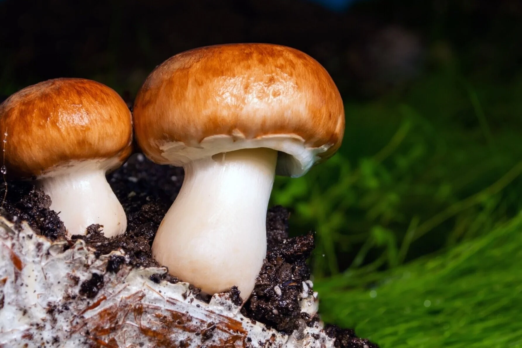 Wild Mushroom Classes