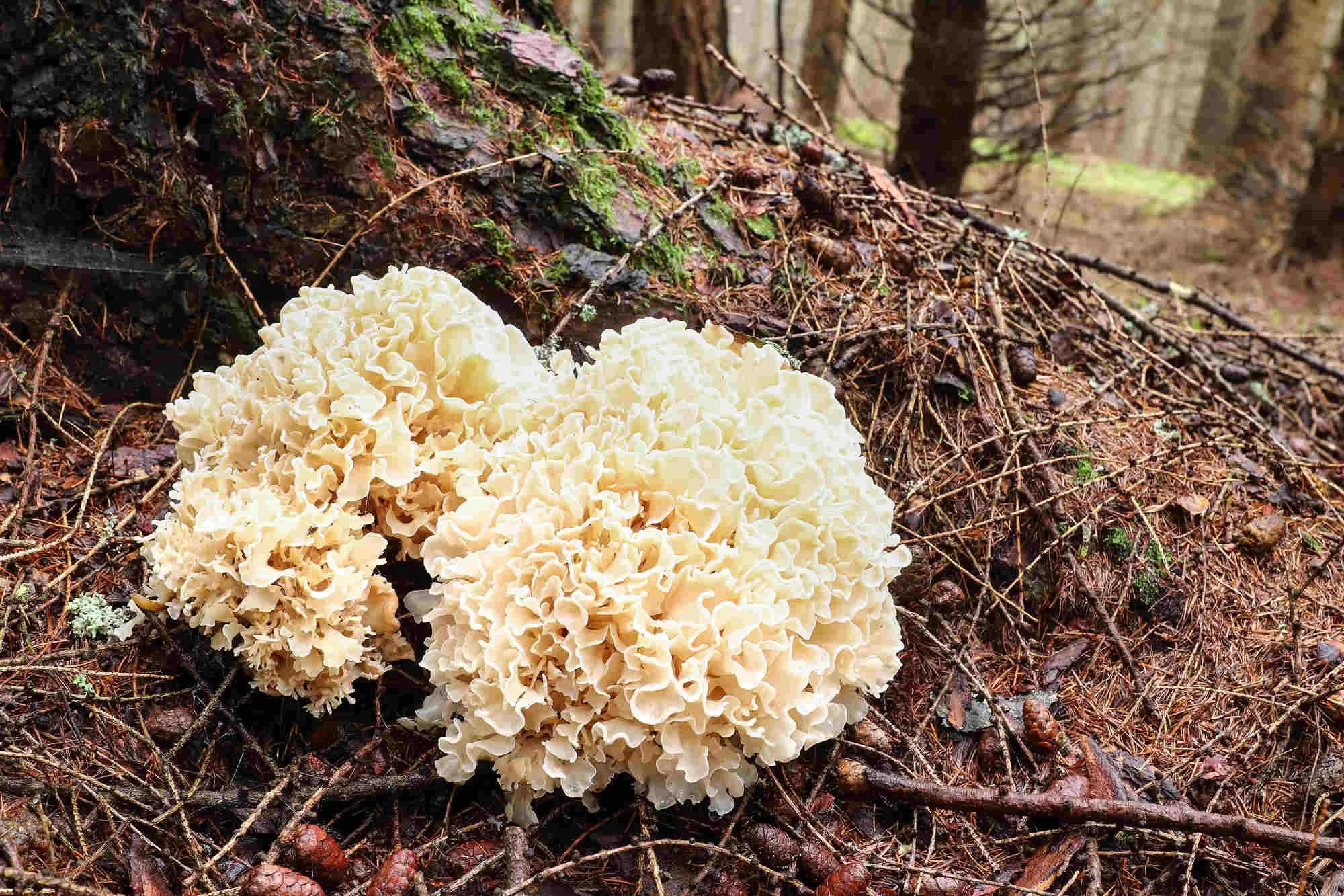 What You Should Know About LookAlike Mushrooms to Cauliflower — Book