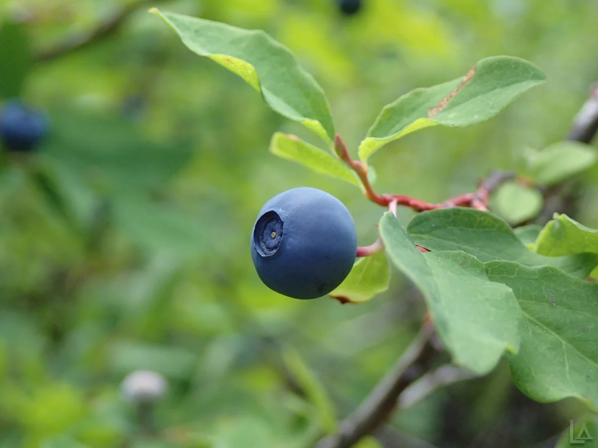 huckleberry-picking-upper-clackamas-oregon-03-large-08.24.13.jpg