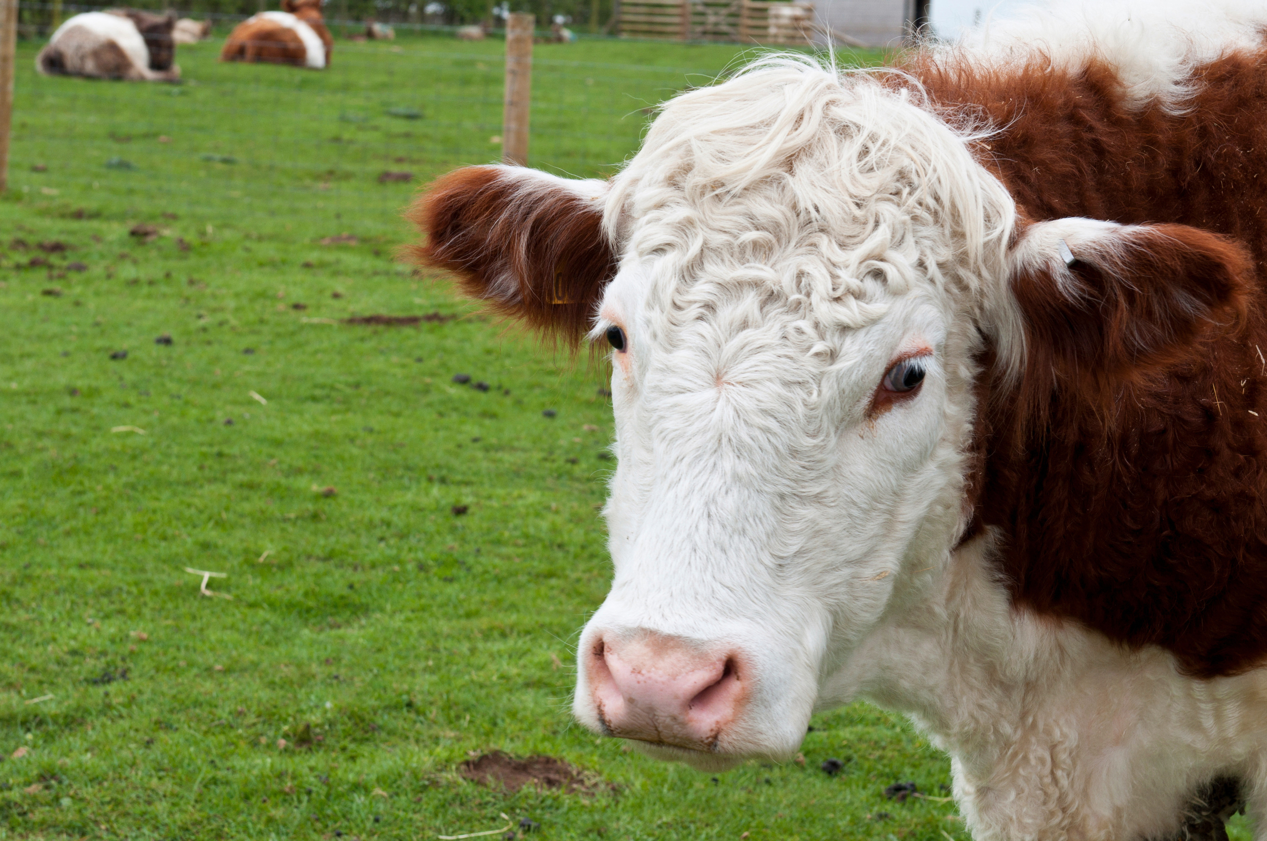 Cow Escapes NY Slaughterhouse, Wins Freedom