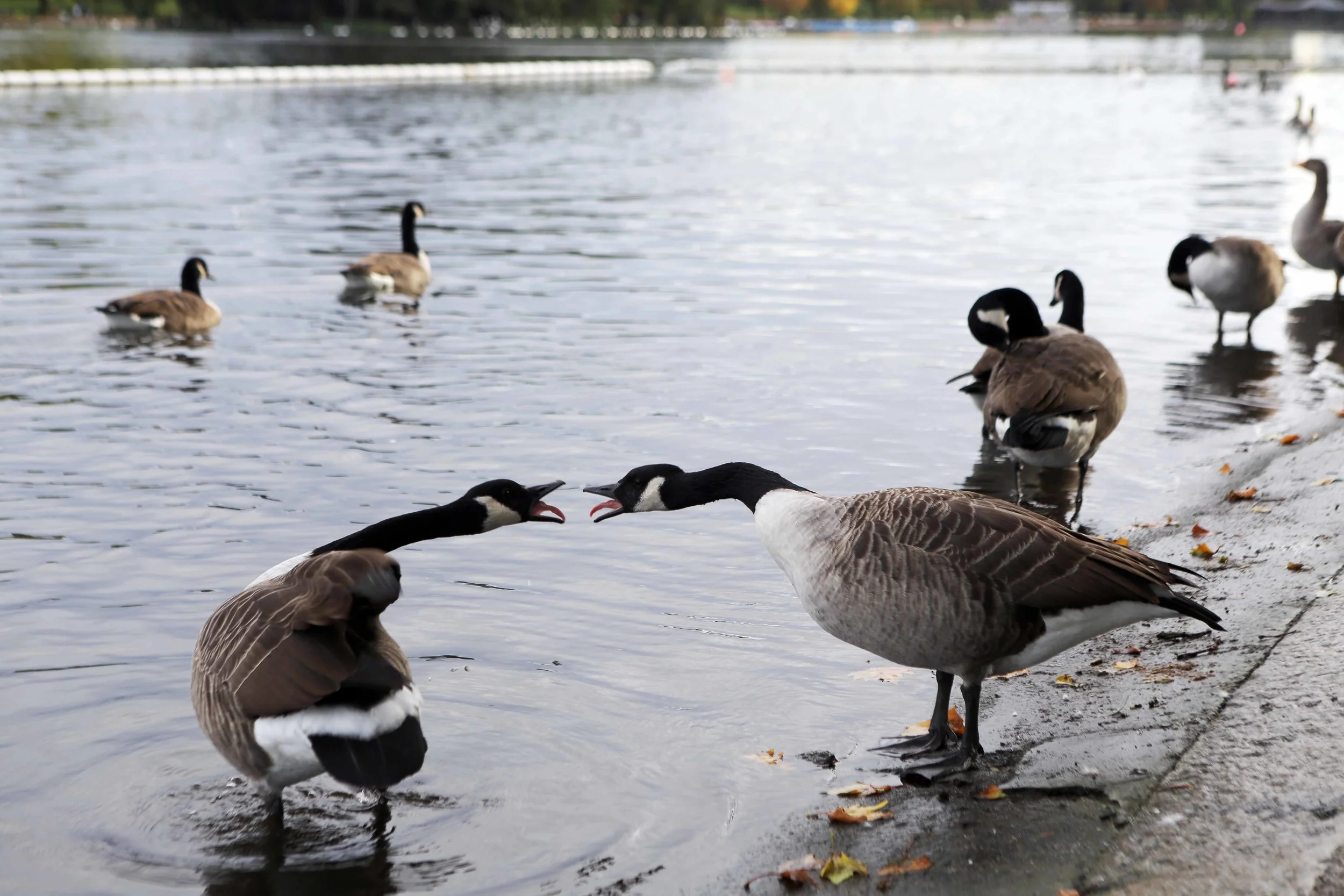Serp pond lavo the 2 geese stepping up 10.13.jpg